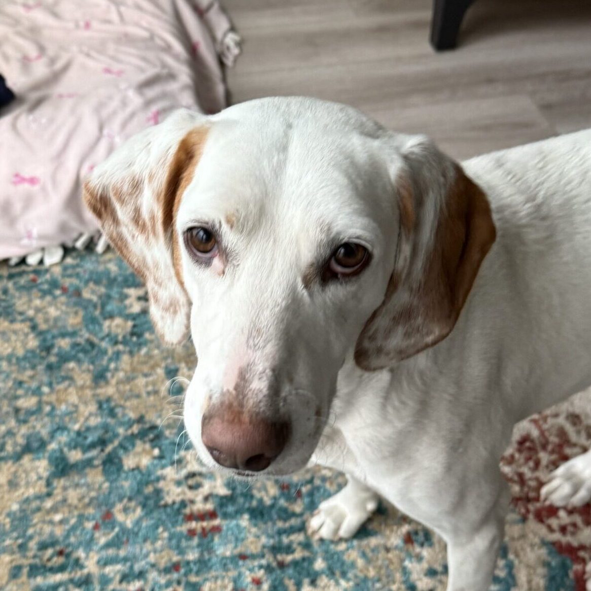 Hunting Dog Protection Project